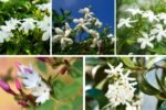 Growing Jasmine: Care Tips for Fragrant Blooms