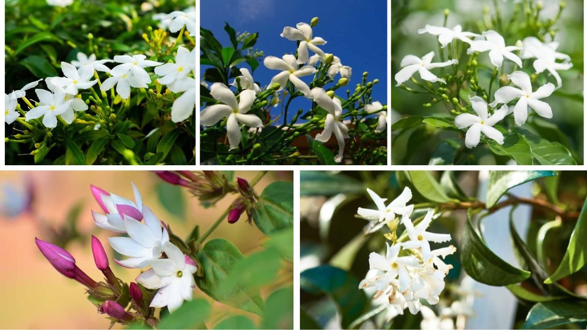 Growing Jasmine: Care Tips for Fragrant Blooms