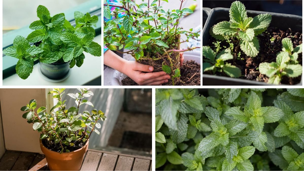 How to Cultivate and Maintain Mint Plants