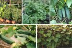 The Best Way to Grow Cucumbers in Small Spaces