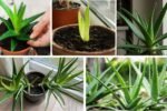 How to Grow Aloe Vera and Use It at Home