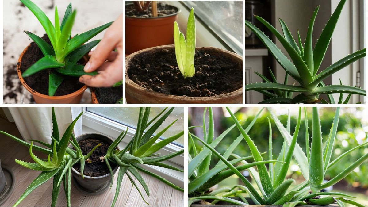 How to Grow Aloe Vera and Use It at Home