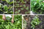 A Simple Guide to Growing Spinach Successfully