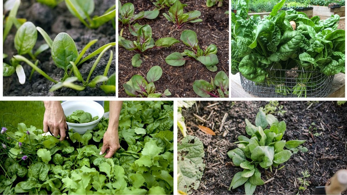 A Simple Guide to Growing Spinach Successfully
