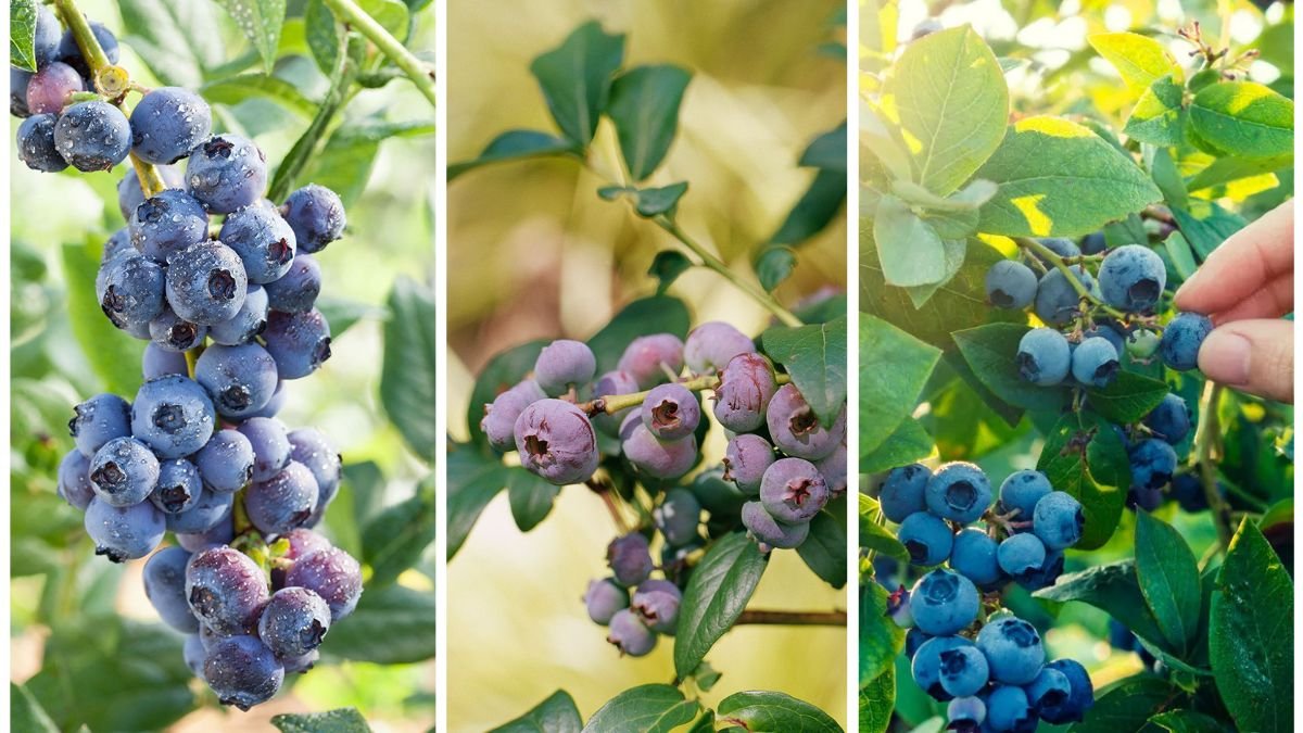 How to Pick Blueberries for the Sweetest Taste
