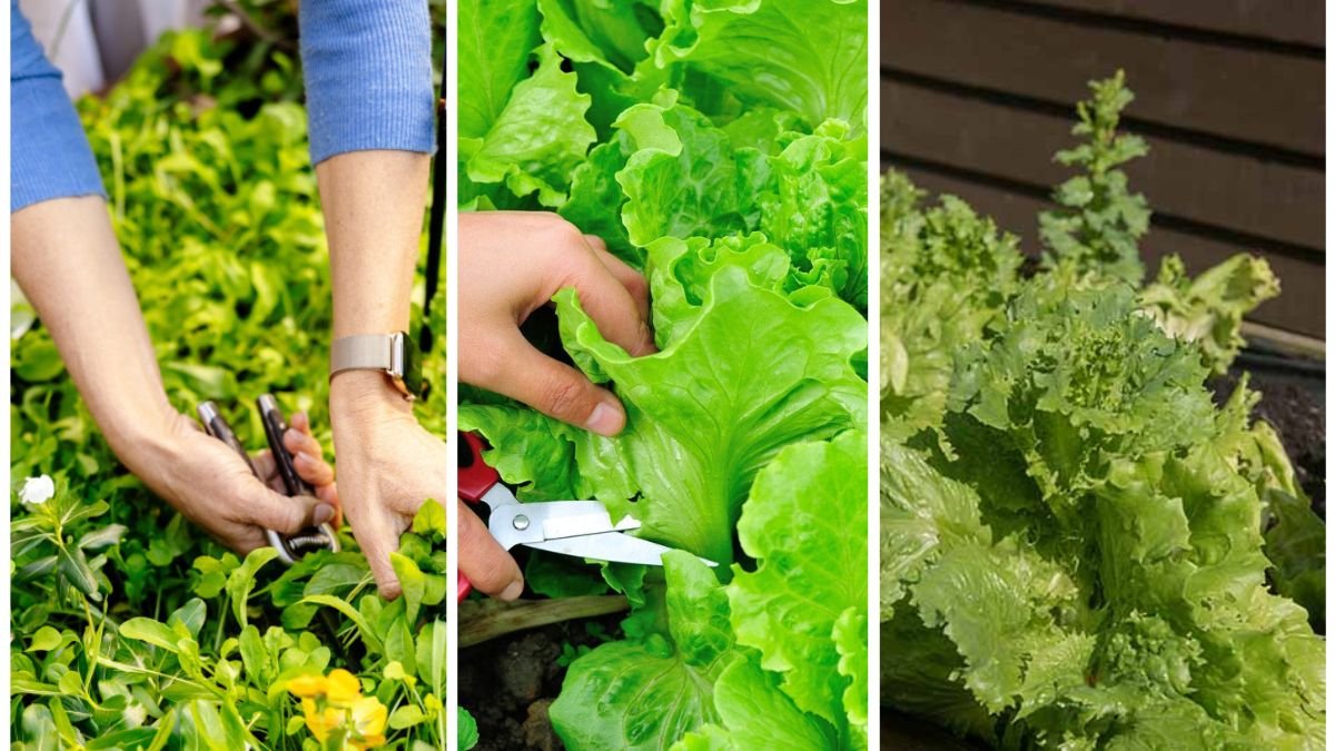The Right Way to Harvest Lettuce for Ongoing Yields