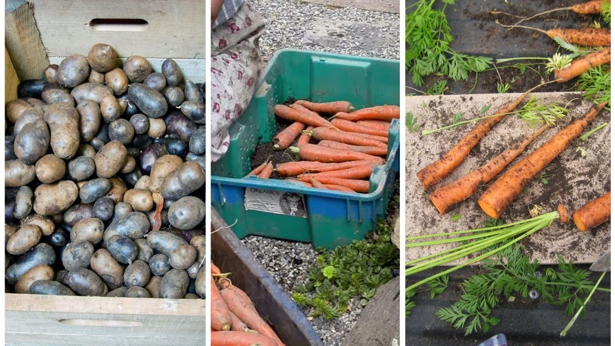 How to Store Root Vegetables to Last All Winter