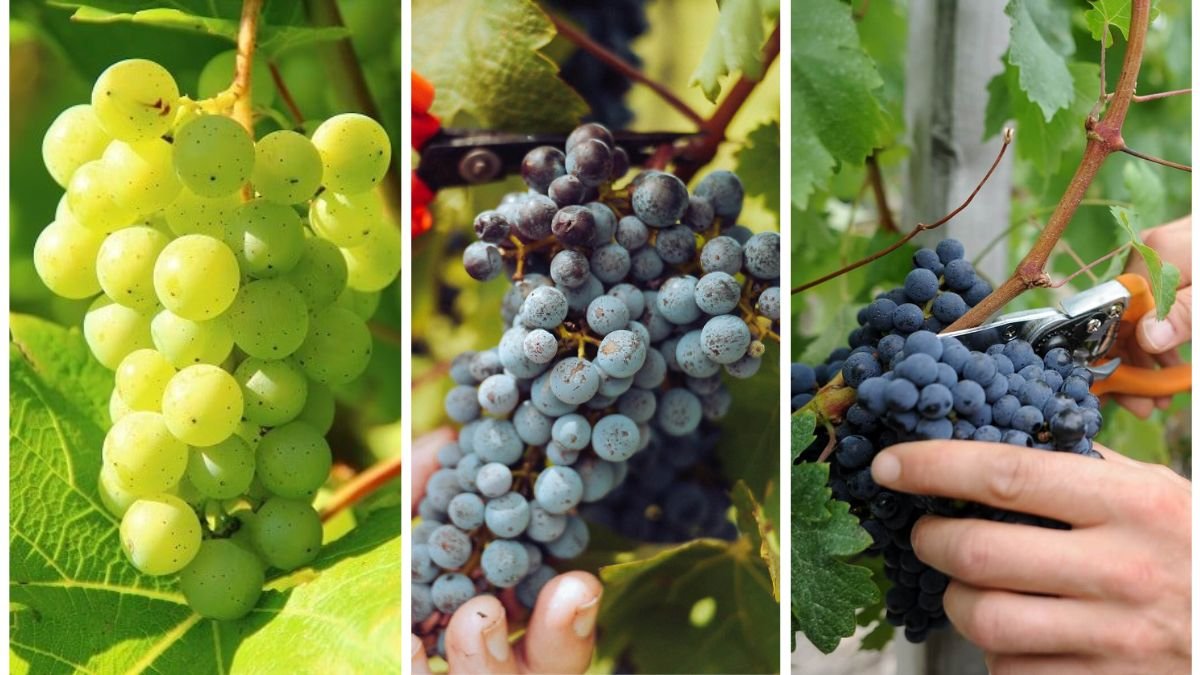 How to Harvest Grapes for Wine or Snacking