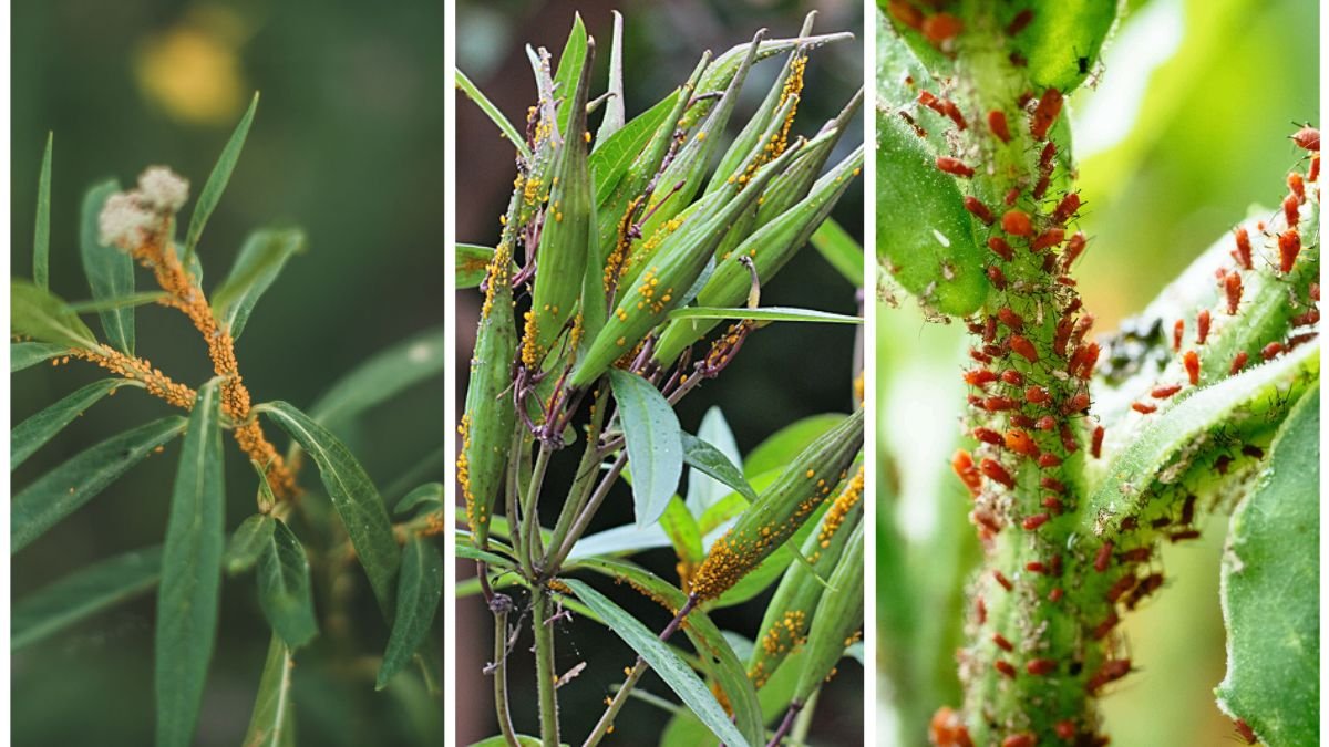 How to Get Rid of Aphids Without Harming Your Plants
